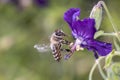 Bee pollinates Geranium phaeum Ã¢â¬Å¾ Lilly Lovell